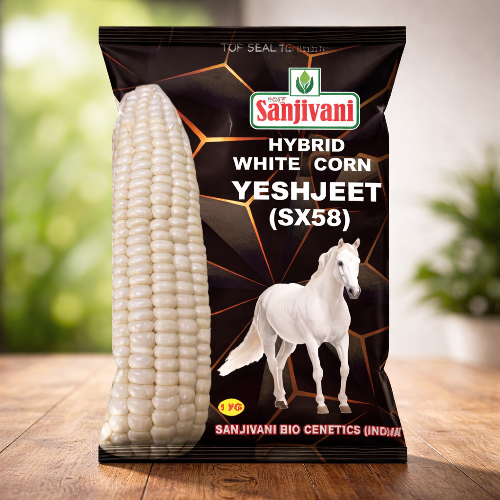 Yeshjeet (SX58) Hybrid White Corn Seeds